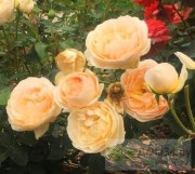 Роза КРОКУС РОУЗ (Crocus Rose)